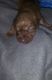 Chihuahua Puppies for sale in St Joseph, MO, USA. price: NA