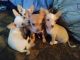 Chihuahua Puppies for sale in Simpsonville, SC, USA. price: $150