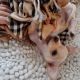 Chihuahua Puppies for sale in Staten Island, NY 10303, USA. price: $1,000