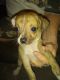 Chihuahua Puppies for sale in Kaufman, TX, USA. price: NA