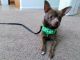 Chihuahua Puppies for sale in Norfolk, VA, USA. price: $300