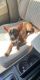 Chihuahua Puppies for sale in North Babylon, NY, USA. price: NA