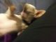 Chihuahua Puppies for sale in Wilmington, NC, USA. price: NA