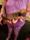 Chihuahua Puppies for sale in Lowell, MA, USA. price: NA