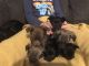 Chihuahua Puppies for sale in Goshen, OH 45122, USA. price: NA