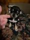 Chihuahua Puppies for sale in Binghamton, NY, USA. price: NA