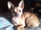 Chihuahua Puppies for sale in 35 South St, Claremont, NH 03743, USA. price: $1,000