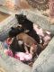 Chihuahua Puppies for sale in Oak Forest, IL, USA. price: $550