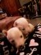 Chihuahua Puppies for sale in Nashville, TN, USA. price: $400