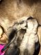 Chihuahua Puppies for sale in Moreno Valley, CA, USA. price: $280