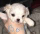 Chihuahua Puppies for sale in W 400 S, Anderson, IN, USA. price: NA