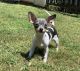 Chihuahua Puppies for sale in Beaumont, TX 77706, USA. price: $300