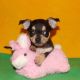 Chihuahua Puppies for sale in Concord, CA 94520, USA. price: NA
