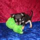Chihuahua Puppies for sale in Jupiter Point, CT 06340, USA. price: NA