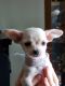Chihuahua Puppies for sale in Evart, MI 49631, USA. price: NA