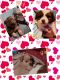 Chihuahua Puppies for sale in Beavercreek, OR, USA. price: NA