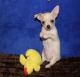 Chihuahua Puppies for sale in El Monte, CA 91732, USA. price: NA