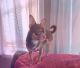 Chihuahua Puppies for sale in Acushnet, MA 02743, USA. price: $850