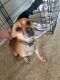 Chihuahua Puppies for sale in Fort Hood, TX, USA. price: NA