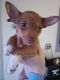 Chihuahua Puppies for sale in Detroit, MI, USA. price: NA