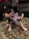 Chihuahua Puppies for sale in 11 Ways Ln, Kennett Square, PA 19348, USA. price: NA