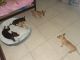 Chihuahua Puppies for sale in 2062 SW Larchmont Ln, Port St. Lucie, FL 34984, USA. price: NA
