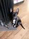 Chihuahua Puppies for sale in Maricopa, AZ, USA. price: $150