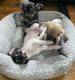 Chihuahua Puppies for sale in Danbury, CT, USA. price: NA