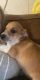 Chihuahua Puppies for sale in Bowling Green, KY, USA. price: NA