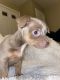 Chihuahua Puppies for sale in Wilmington, DE, USA. price: $1,000