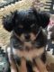 Chihuahua Puppies for sale in 21362 Reinbold Dr, Maricopa, AZ 85138, USA. price: $400