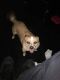 Chihuahua Puppies for sale in Lynchburg, VA, USA. price: NA