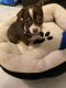 Chihuahua Puppies for sale in Elmont, NY, USA. price: NA
