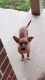 Chihuahua Puppies for sale in 611 Randolph Ave, Warner Robins, GA 31098, USA. price: NA