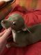 Chihuahua Puppies for sale in Cumberland, MD 21502, USA. price: $900