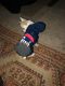 Chihuahua Puppies for sale in Riverside, CA, USA. price: NA