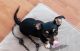 Chihuahua Puppies for sale in North Las Vegas, NV, USA. price: NA