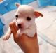 Chihuahua Puppies for sale in Albuquerque, NM, USA. price: $1,300