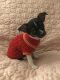 Chihuahua Puppies for sale in Sauquoit, NY 13456, USA. price: NA
