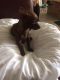 Chihuahua Puppies for sale in Boca Raton, FL, USA. price: NA