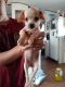 Chihuahua Puppies for sale in Inman, SC 29349, USA. price: NA