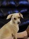 Chihuahua Puppies for sale in Crawfordville, FL 32327, USA. price: $150