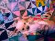 Chihuahua Puppies for sale in Highland, Denver, CO, USA. price: NA