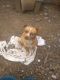 Chihuahua Puppies for sale in 205 SE Scenic View Dr, College Place, WA 99324, USA. price: $400