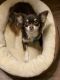 Chihuahua Puppies for sale in Seagoville, TX 75159, USA. price: $150