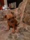 Chihuahua Puppies for sale in Elyria, OH 44035, USA. price: NA