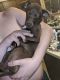 Chihuahua Puppies for sale in Midland, TX, USA. price: NA