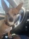 Chihuahua Puppies for sale in 18506 Chagrin Blvd, Shaker Heights, OH 44122, USA. price: $100
