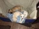 Chihuahua Puppies for sale in North Port, FL, USA. price: NA