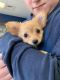 Chihuahua Puppies for sale in Washington, PA 15301, USA. price: $4,000